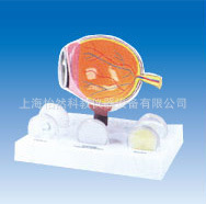 醫(yī)藥教學(xué)器材-青光眼解剖模型病理模型-醫(yī)藥教學(xué)器材盡在阿里巴巴-上海怡然科教儀器.