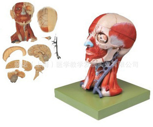 值得信賴的醫(yī)藥教學(xué)新選擇 ENOVO血管附腦模型與美容醫(yī)學(xué)應(yīng)用