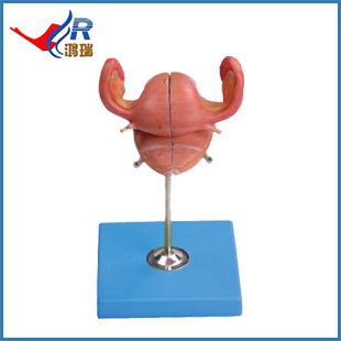 醫(yī)藥教學(xué)器材批量生產(chǎn) 子宮解剖模型HR/A15109，性價(jià)比與品質(zhì)兼?zhèn)?>
</a>
<div   id=