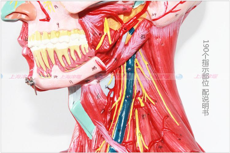 熱銷推薦頭腦頸部肌肉血管神經大腦模型 大腦解剖 醫藥教學器材